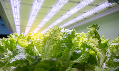 中科三安LED植物工厂：通过调节光照等指标定制果蔬口味