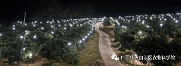 借助LED灯，荔枝生产基地通过光驱避法防控蛀蒂虫