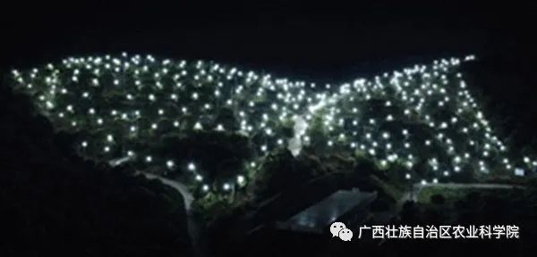 借助LED灯，荔枝生产基地通过光驱避法防控蛀蒂虫